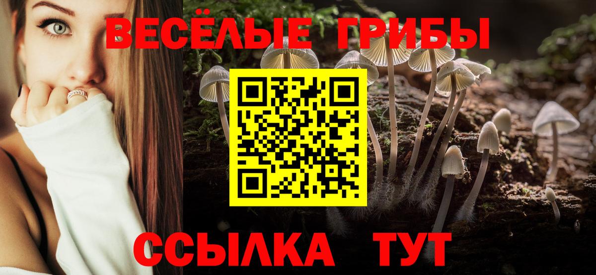 Псилоцибиновые грибы Psilocybine cubensis Дальнегорск